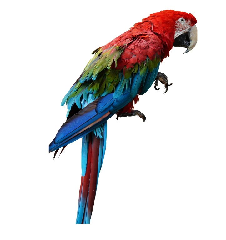 parrots for sale 1