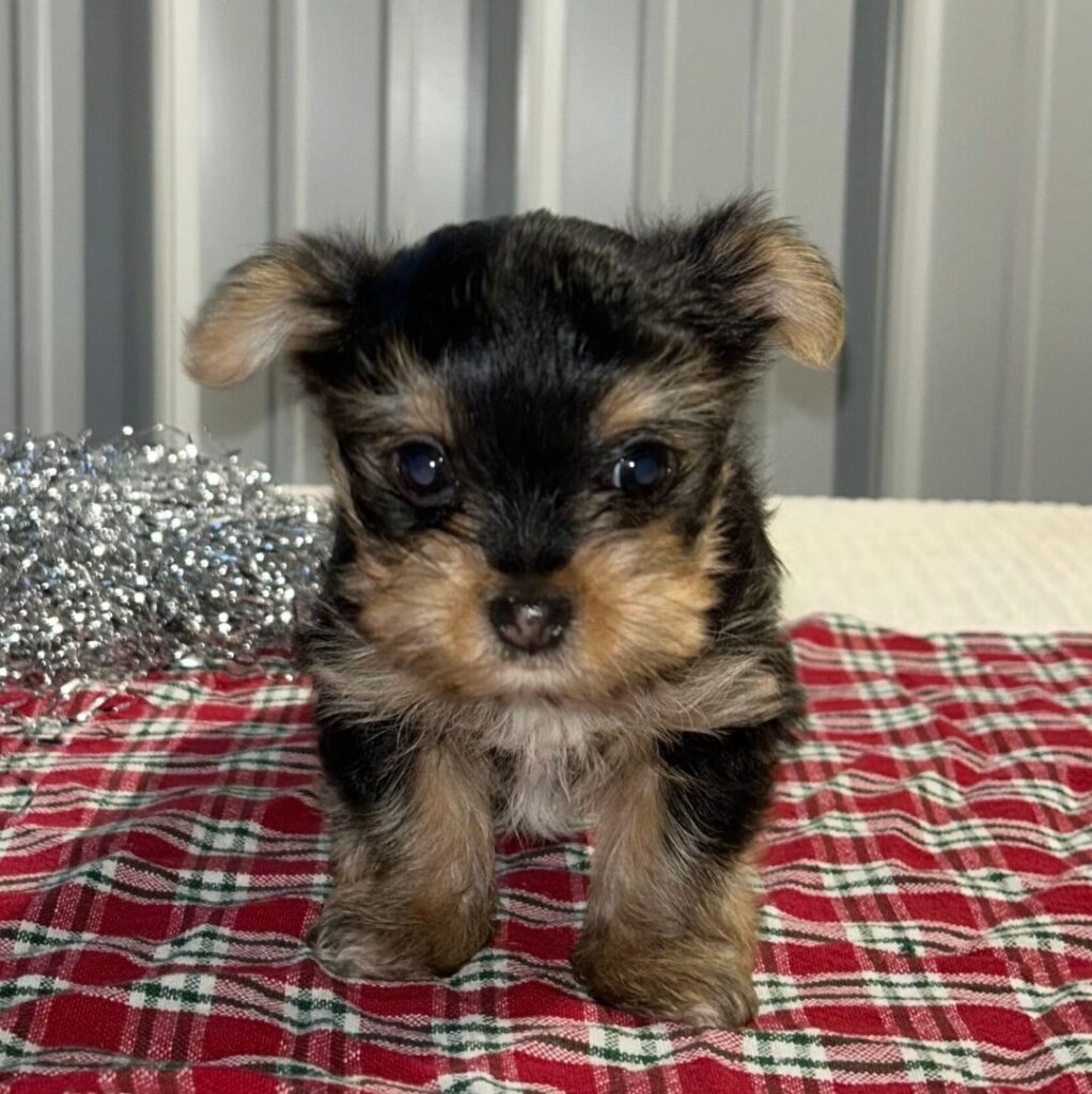 infinitypups drew m 2 1080x1082