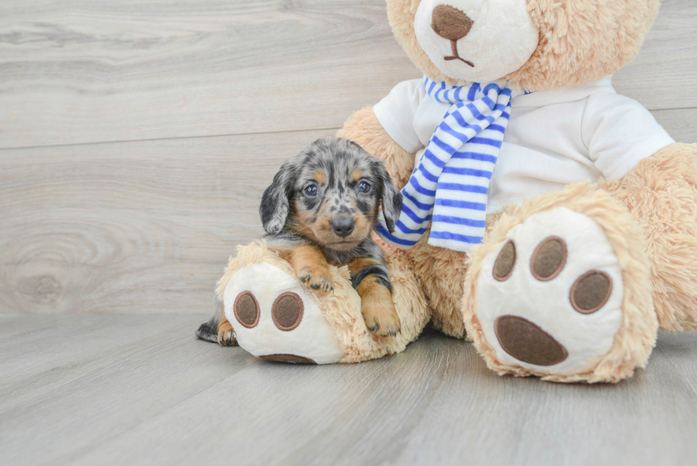 dachshund luci 11665764210439111