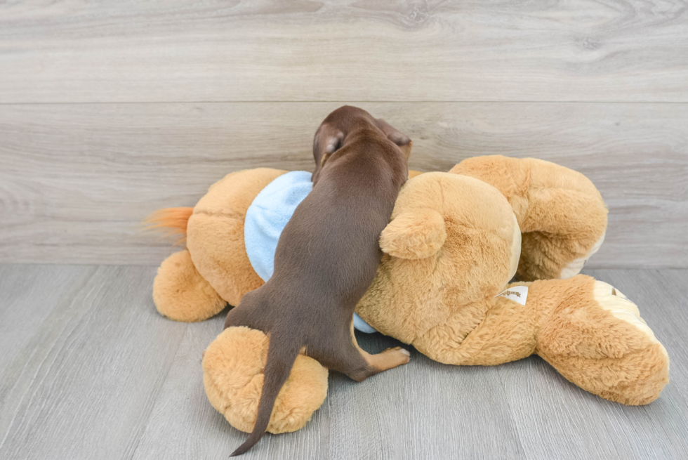 dachshund shelby 12451021436681722