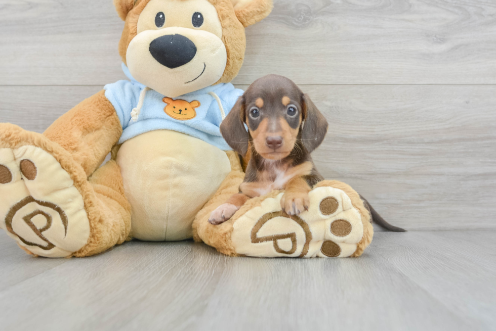 dachshund shelby 12451021443366930